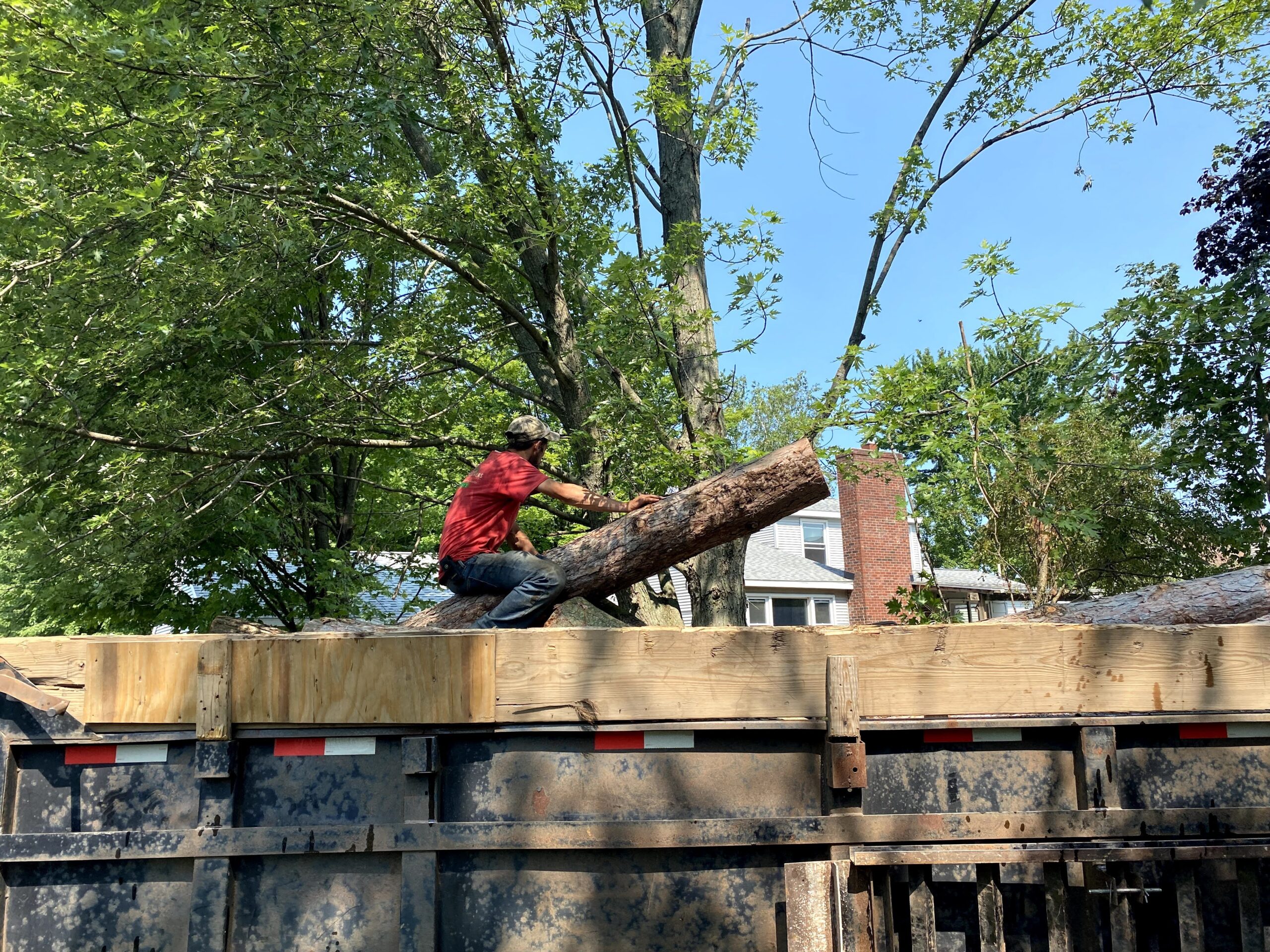 Tree Trimming, Removal & Stump Grinding in West Michigan